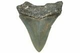 Serrated, Fossil Megalodon Tooth - North Carolina #309520-1